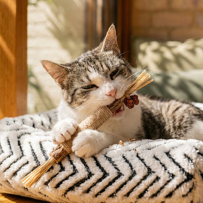 SoftSpot™ Senior Cat Orthopaedic Couch Bed